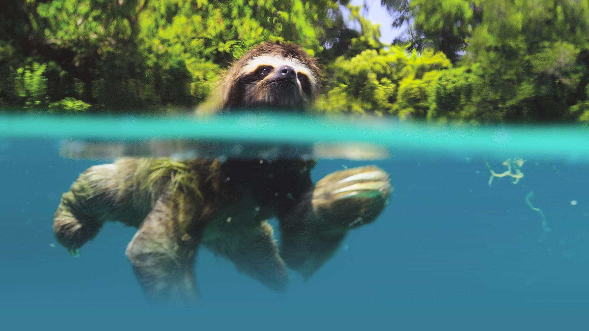 Planet Earth II Live in Concert