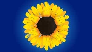 Calendar Girls