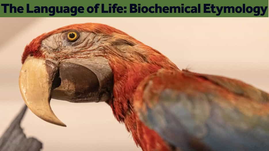 The Language of Life: Biochemical Etymology