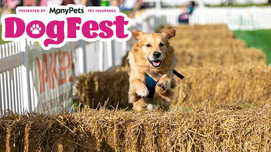 DogFest