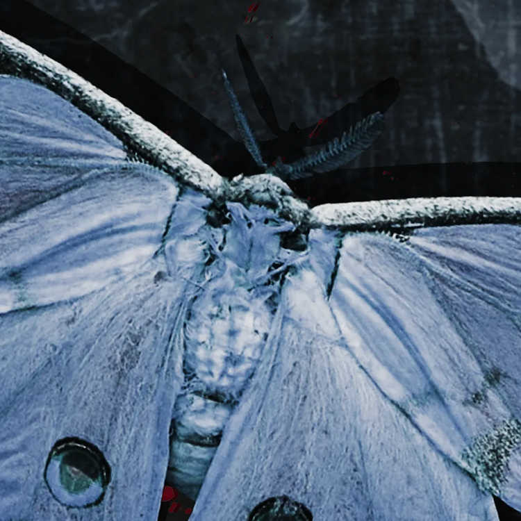 The Moth