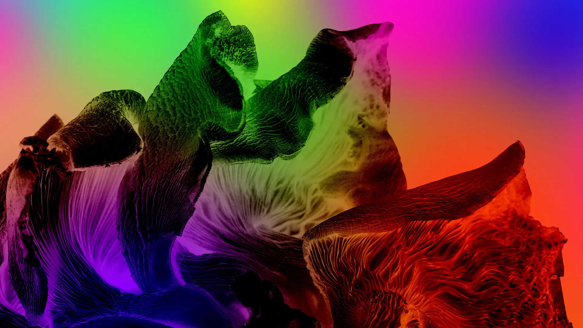 BSL exhibition tour of The Guardians of Living Matter