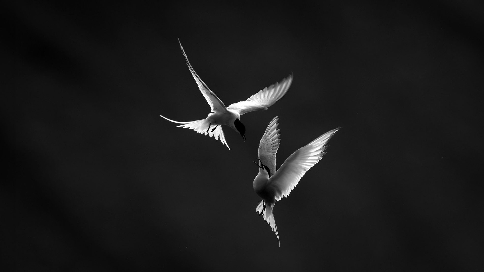 BBC Philharmonic - Northern Lights