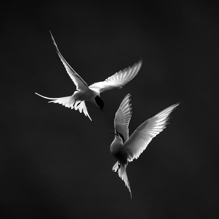 BBC Philharmonic - Northern Lights